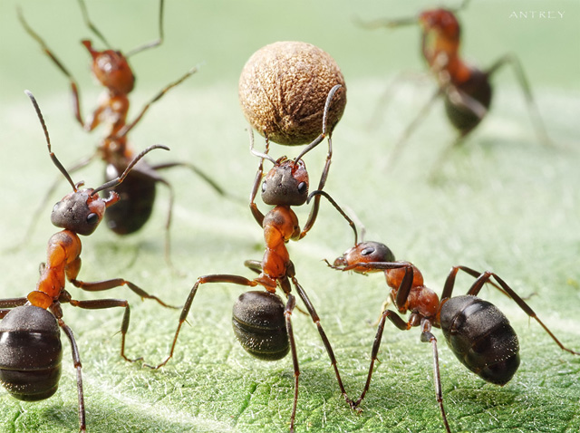 'The behavior of ants foraging for food may be mimicked in combinatorial optimization to yield near-optimal solutions.'